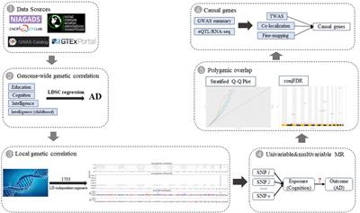 Integration of multiple-omics data to reveal the shared genetic architecture of educational attainment, intelligence, cognitive performance, and Alzheimer’s disease